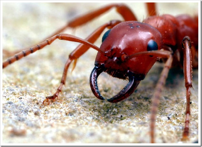 Amazonski mrav
